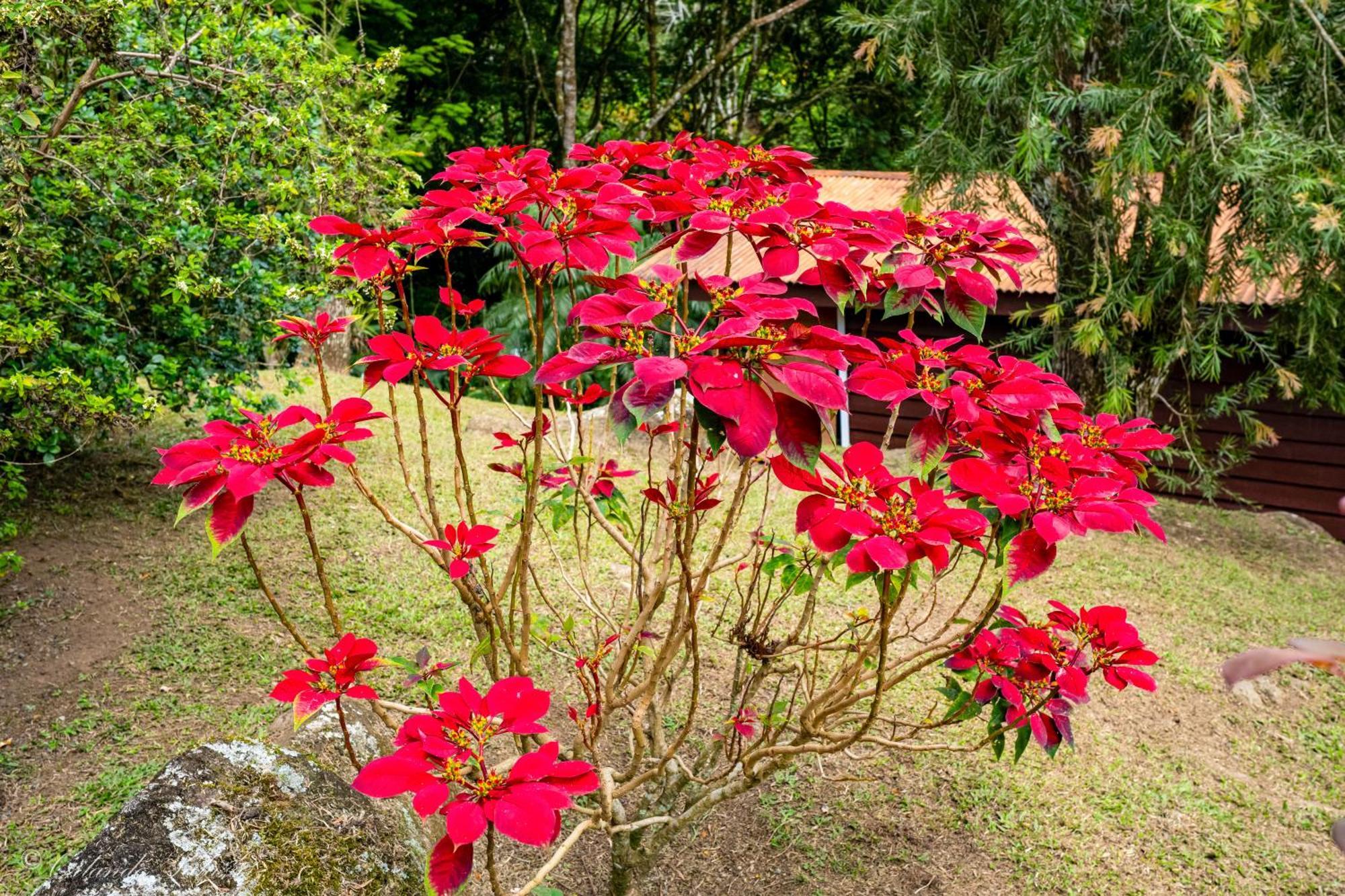 Hospedaje La Naciente Turrialba Bagian luar foto
